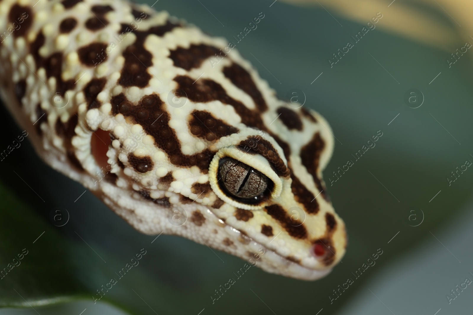 Photo of One beautiful gecko on blurred green background, macro view