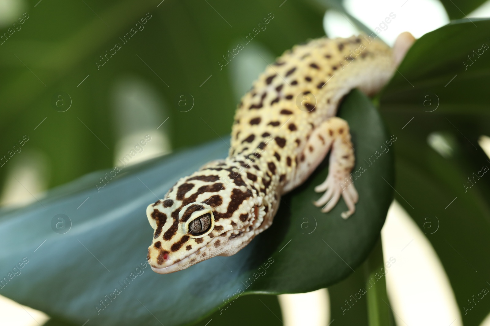 Photo of One beautiful gecko on green leaf, closeup