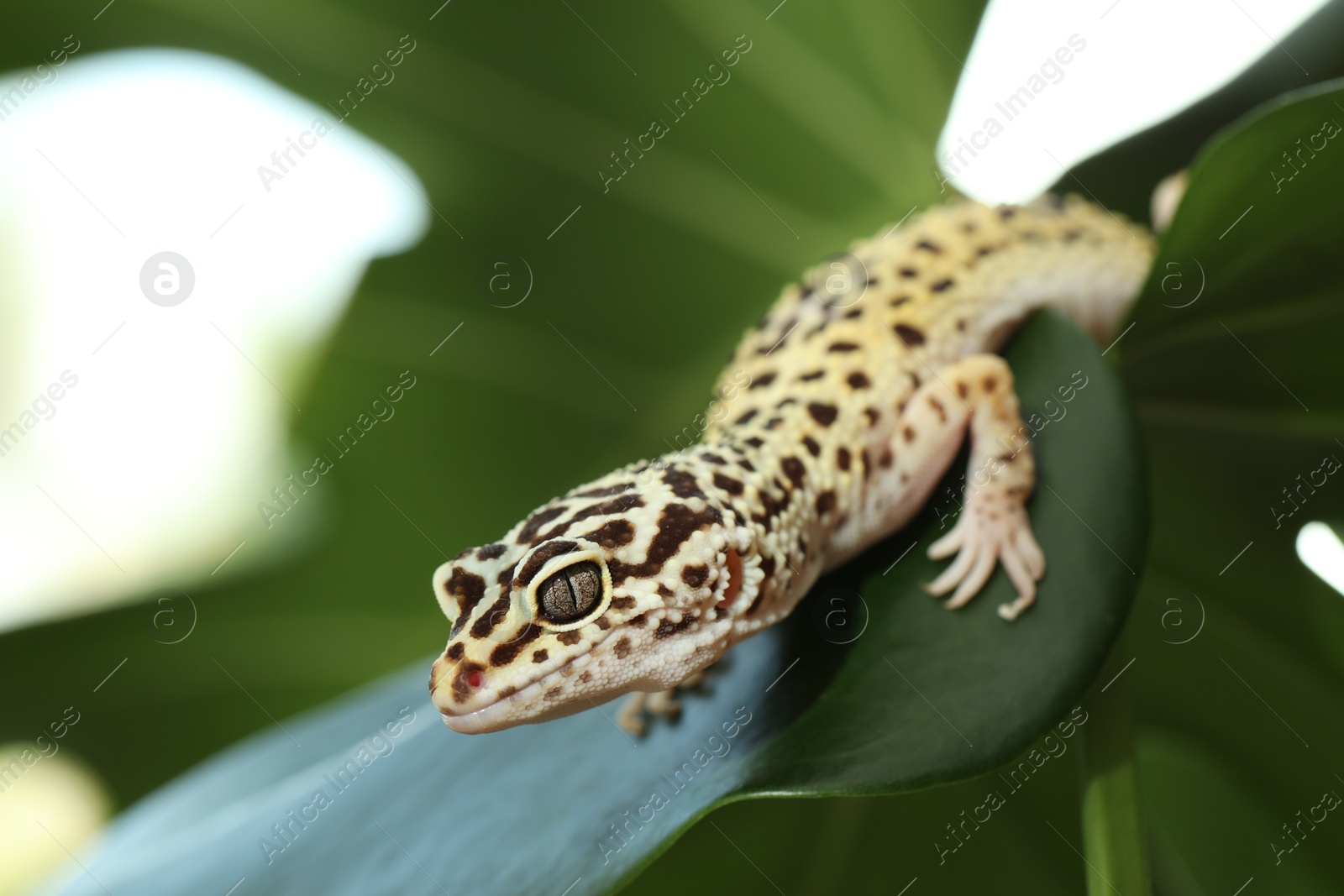 Photo of One beautiful gecko on green leaf, closeup