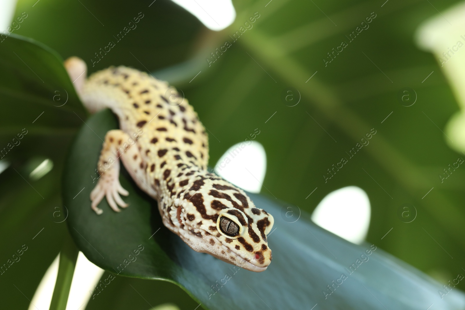 Photo of One beautiful gecko on green leaf, closeup