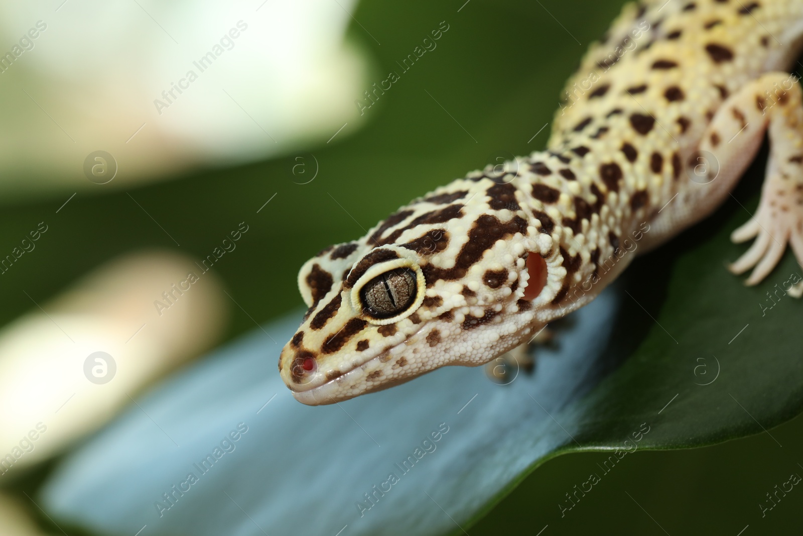 Photo of One beautiful gecko on green leaf, closeup