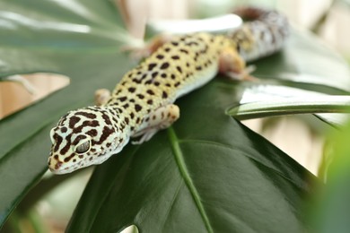 One beautiful gecko on green leaf, closeup