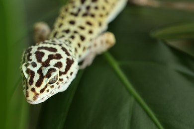 One beautiful gecko on green leaf, closeup. Space for text