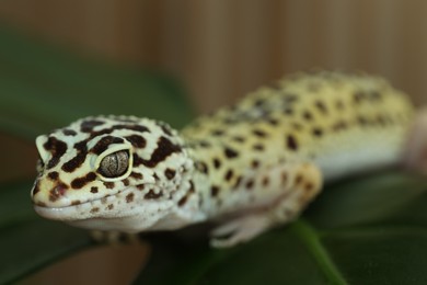 One beautiful gecko on green leaf, macro view