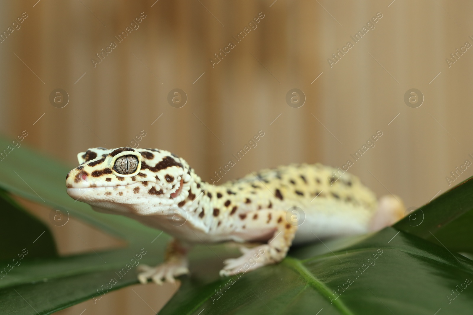 Photo of One beautiful gecko on green leaf, closeup