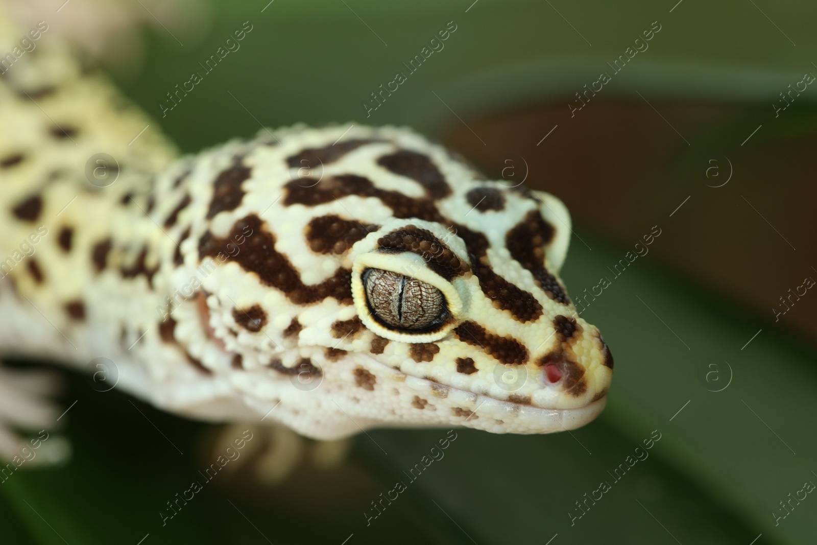 Photo of One beautiful gecko on green leaf, macro view