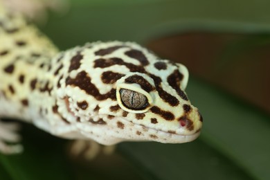 One beautiful gecko on green leaf, macro view