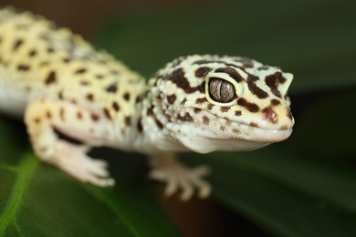 One beautiful gecko on green leaf, macro view