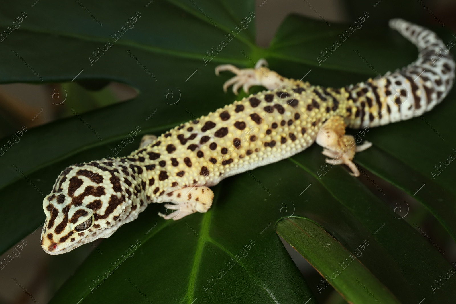 Photo of One beautiful gecko on green leaf, closeup