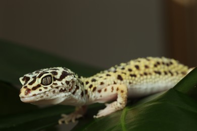 Photo of One beautiful gecko on green leaf, closeup