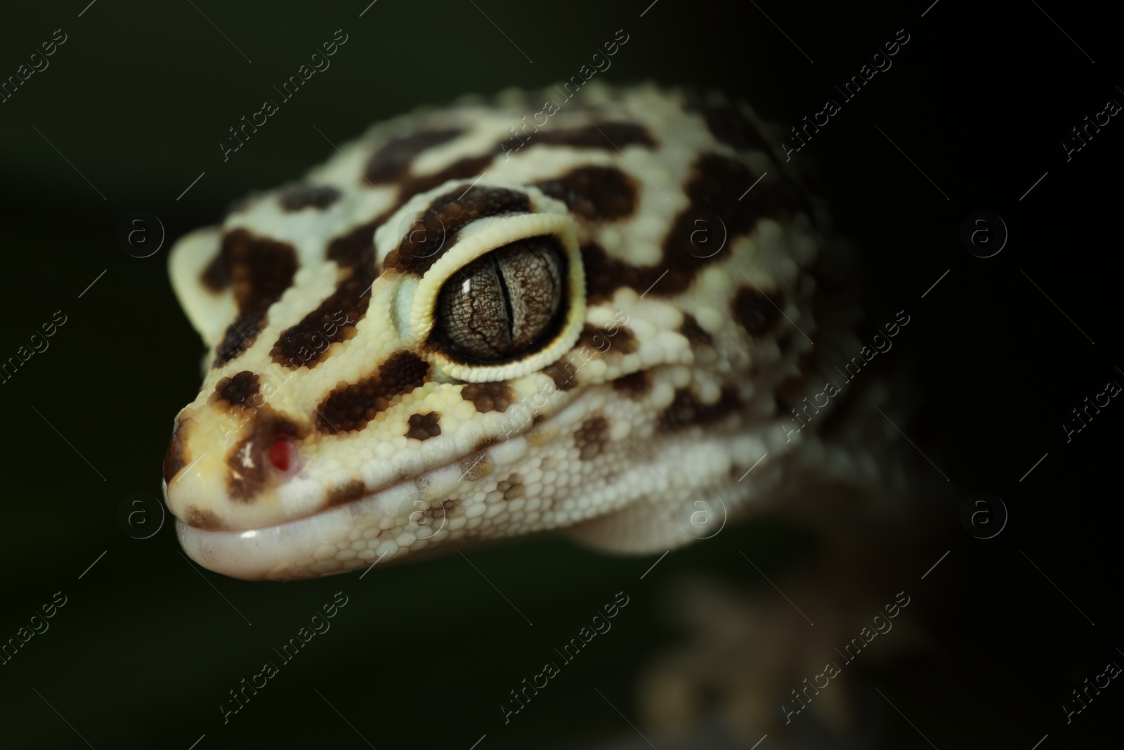 Photo of One beautiful gecko on dark background, macro view