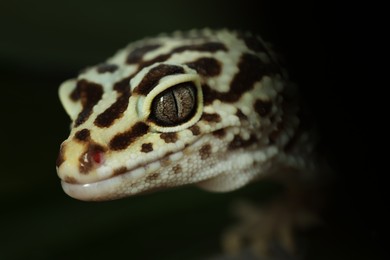 Photo of One beautiful gecko on dark background, macro view