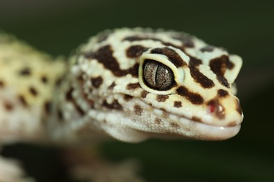 One beautiful gecko on blurred background, macro view