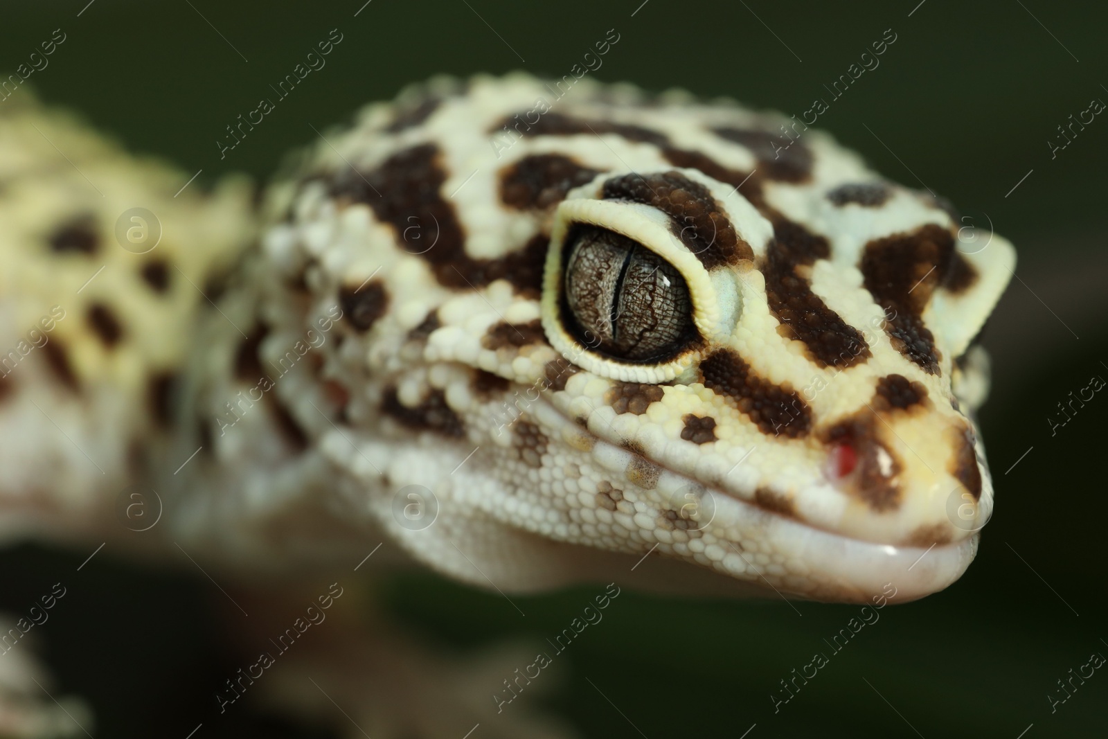 Photo of One beautiful gecko on blurred background, macro view