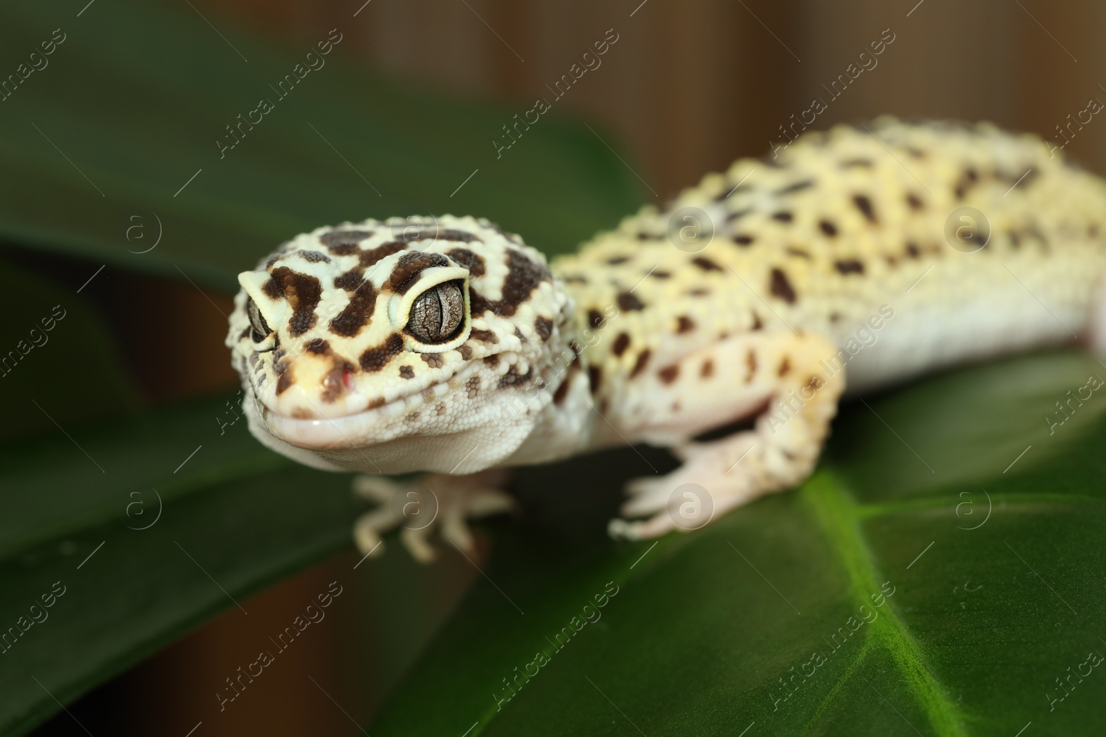 Photo of One beautiful gecko on green leaf, closeup