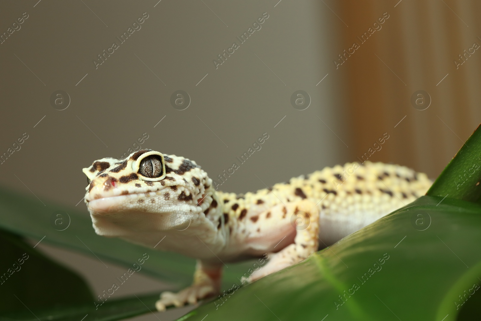 Photo of One beautiful gecko on green leaf, closeup