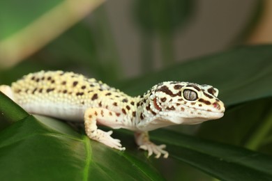 One beautiful gecko on green leaf, closeup