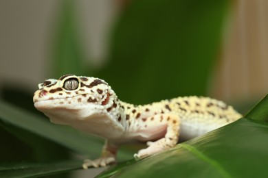 One beautiful gecko on green leaf, closeup