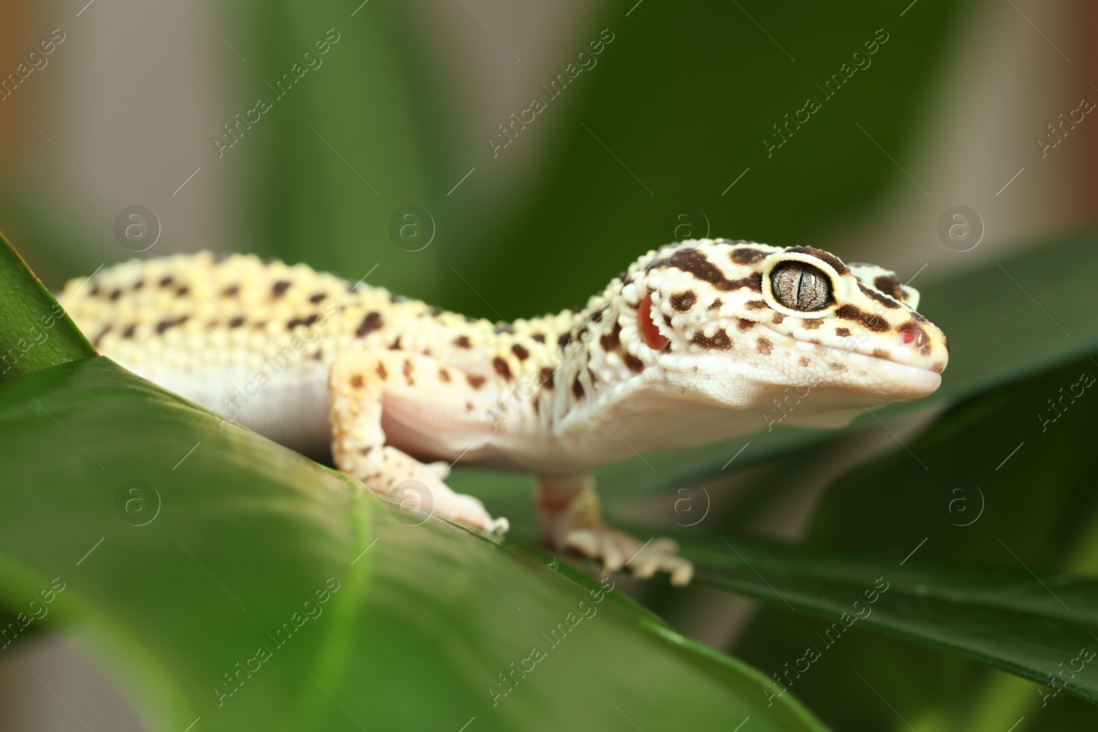 Photo of One beautiful gecko on green leaf, closeup