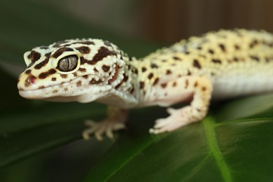 One beautiful gecko on green leaf, closeup