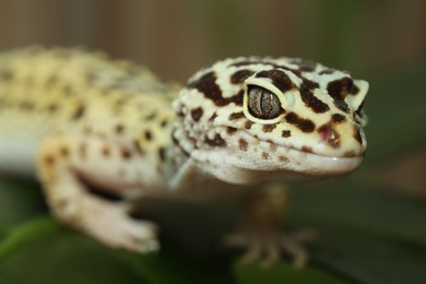 Photo of One beautiful gecko on green leaf, macro view