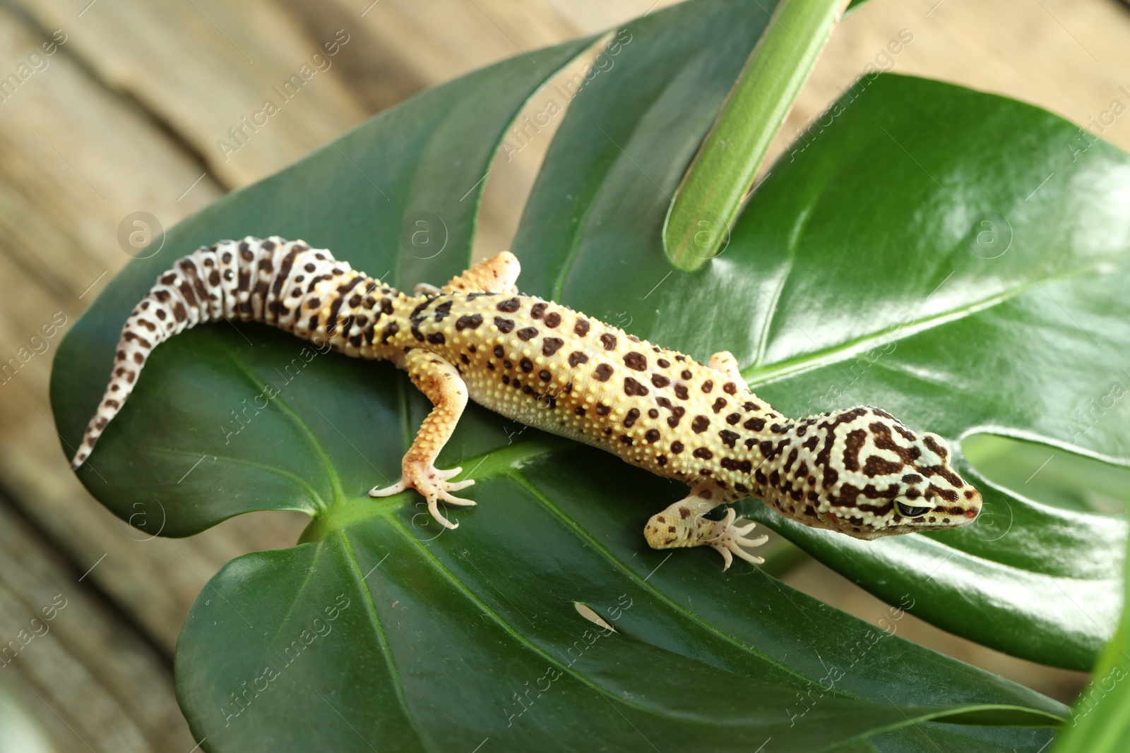 Photo of One beautiful gecko on green leaf. Exotic pet