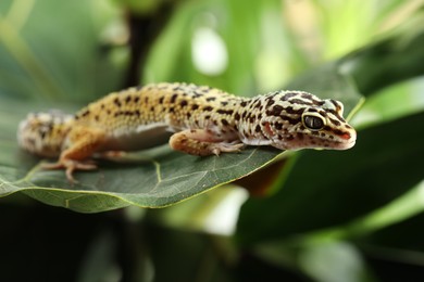 Photo of One beautiful gecko on green leaf, closeup