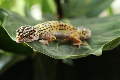 One beautiful gecko on green leaf, closeup