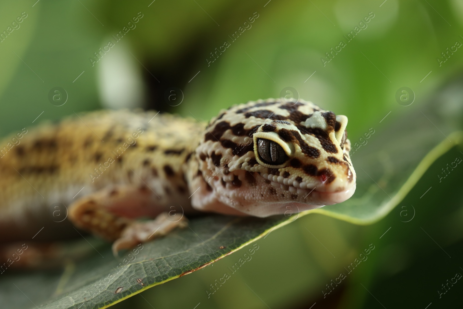 Photo of One beautiful gecko on green leaf, closeup