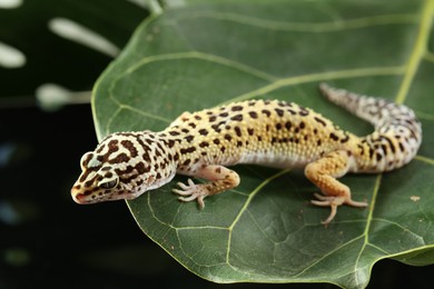 Photo of One beautiful gecko on green leaf. Exotic pet