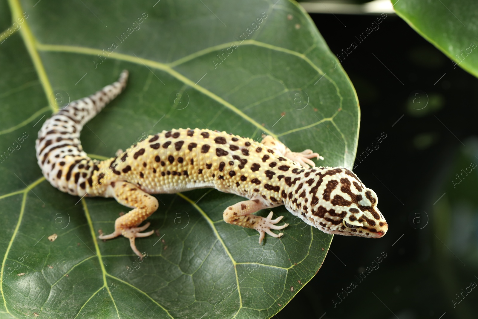 Photo of One beautiful gecko on green leaf. Exotic pet