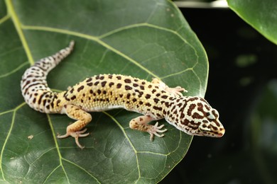 One beautiful gecko on green leaf. Exotic pet