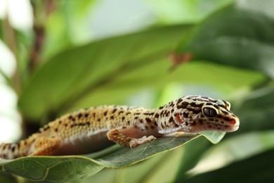 One beautiful gecko on green leaf, closeup