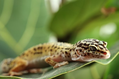 One beautiful gecko on green leaf, closeup