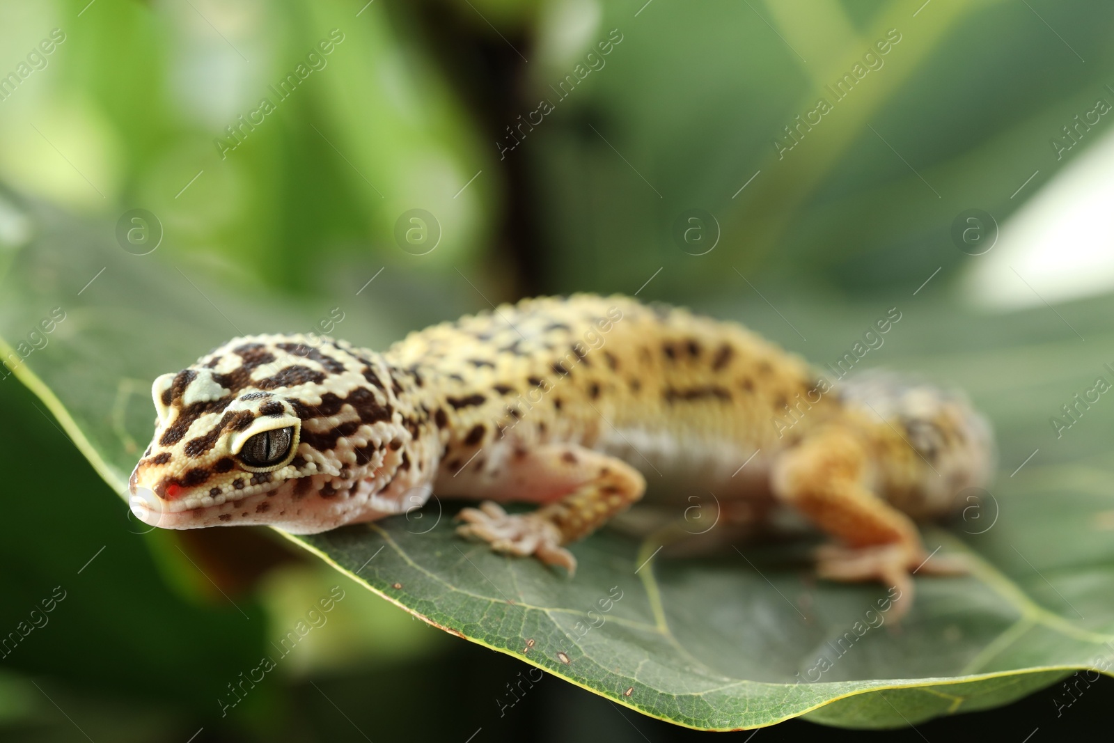 Photo of One beautiful gecko on green leaf, closeup