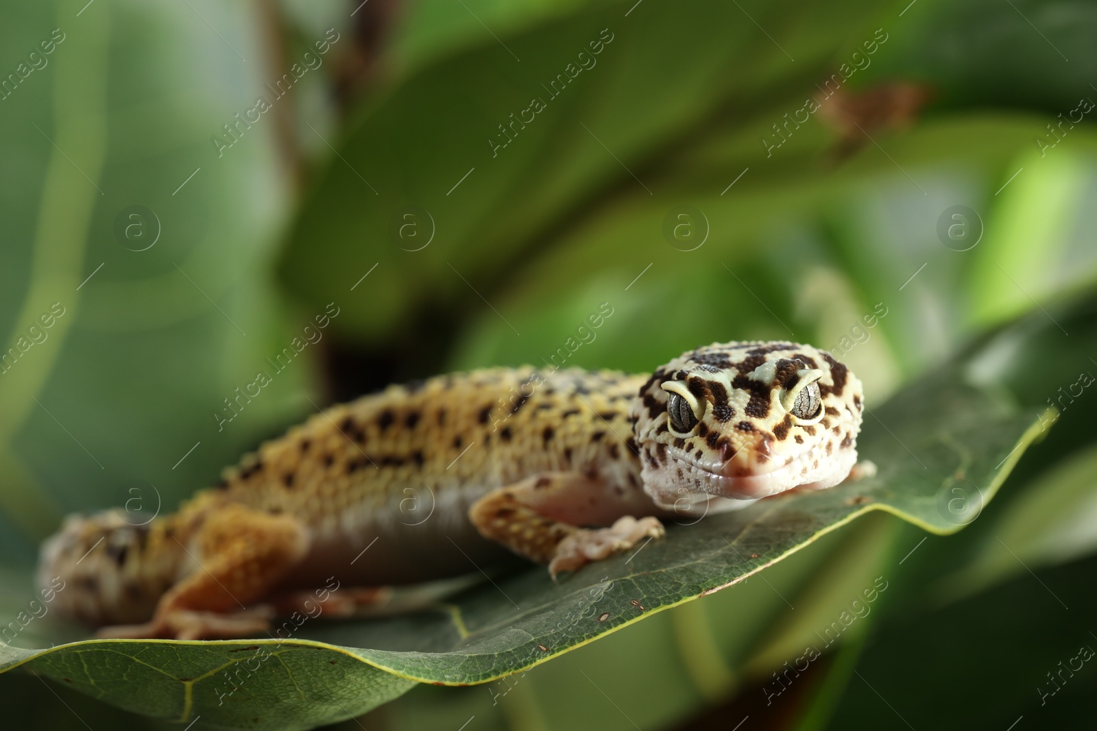 Photo of One beautiful gecko on green leaf, closeup