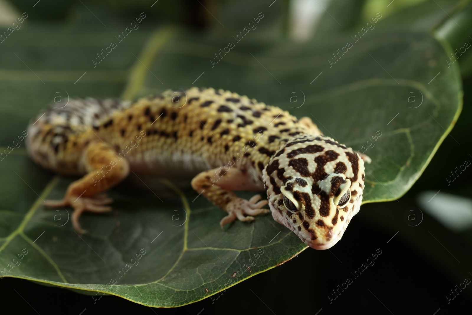 Photo of One beautiful gecko on green leaf, closeup