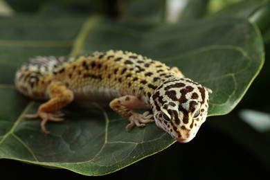 Photo of One beautiful gecko on green leaf, closeup