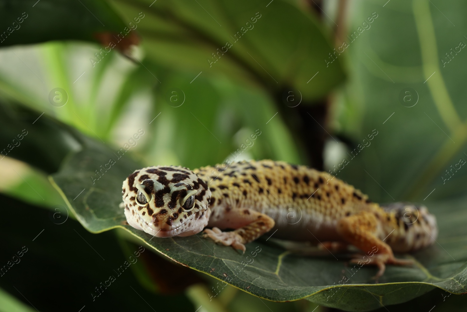 Photo of One beautiful gecko on green leaf, closeup