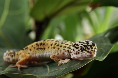 One beautiful gecko on green leaf, closeup