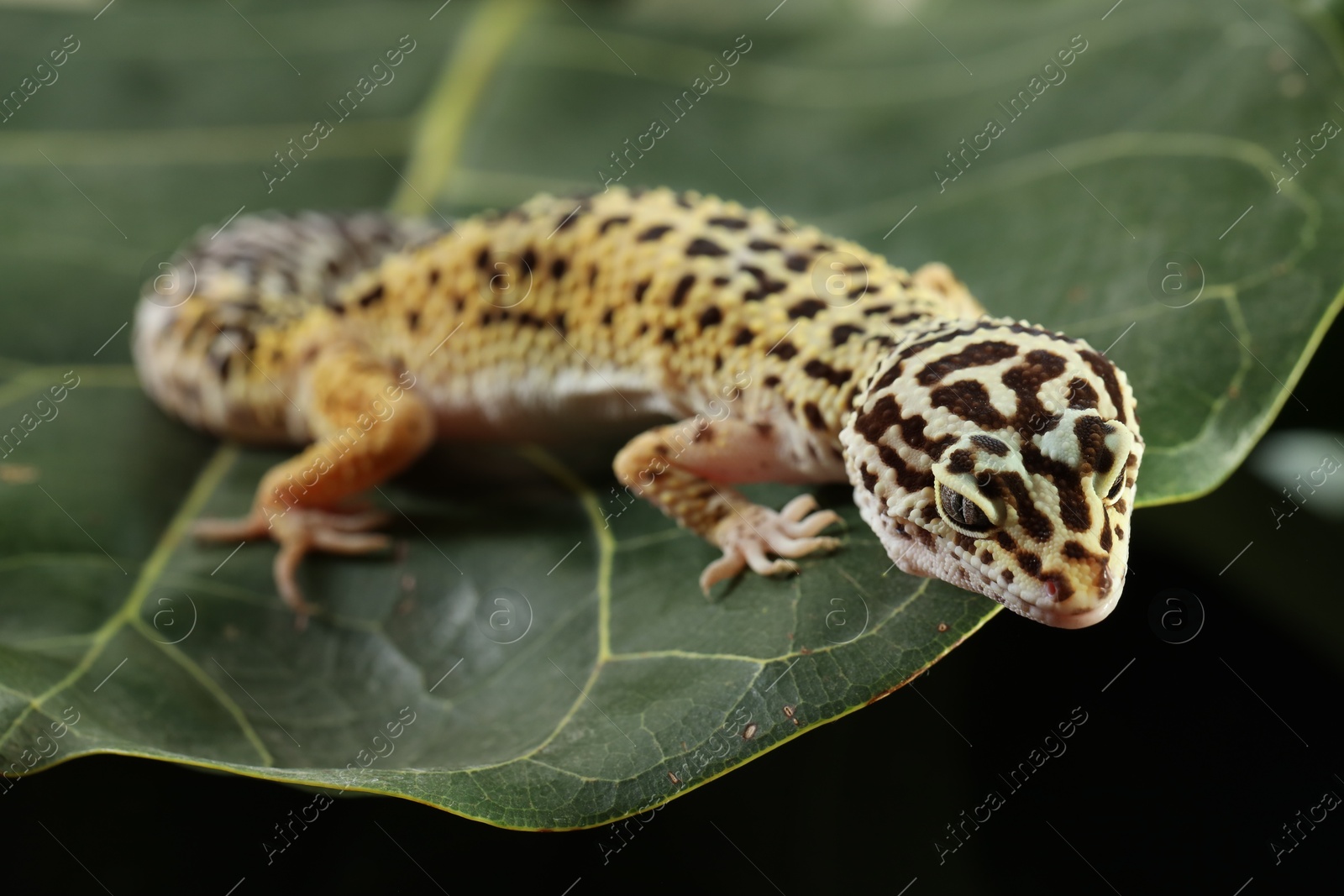 Photo of One beautiful gecko on green leaf, closeup