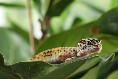 One beautiful gecko on green leaf, closeup