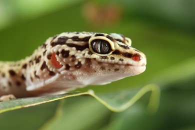 Photo of One beautiful gecko on green leaf, macro view