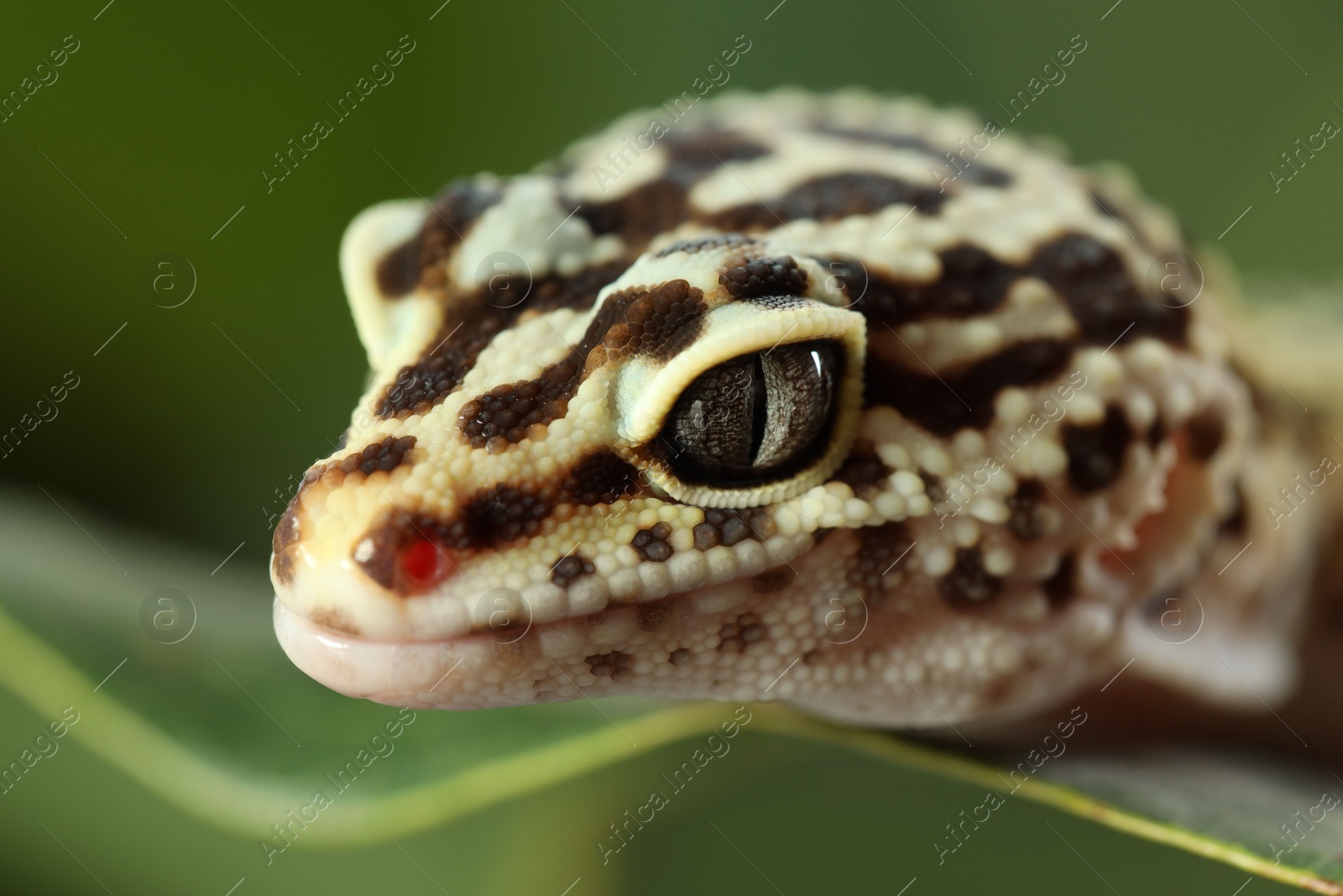 Photo of One beautiful gecko on green leaf, macro view