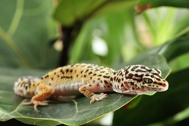 One beautiful gecko on green leaf, closeup