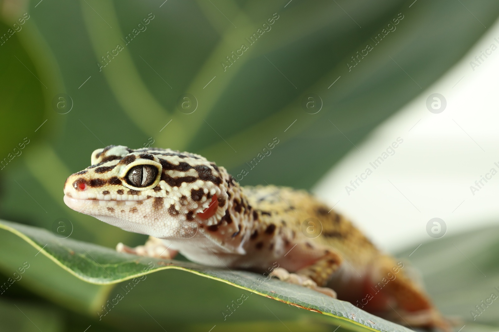 Photo of One beautiful gecko on green leaf, closeup