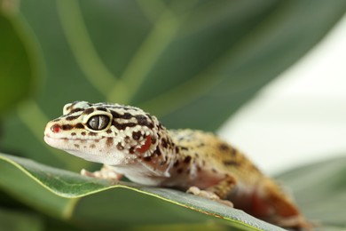 One beautiful gecko on green leaf, closeup