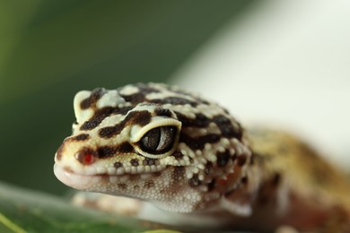 Photo of One beautiful gecko on green leaf, macro view