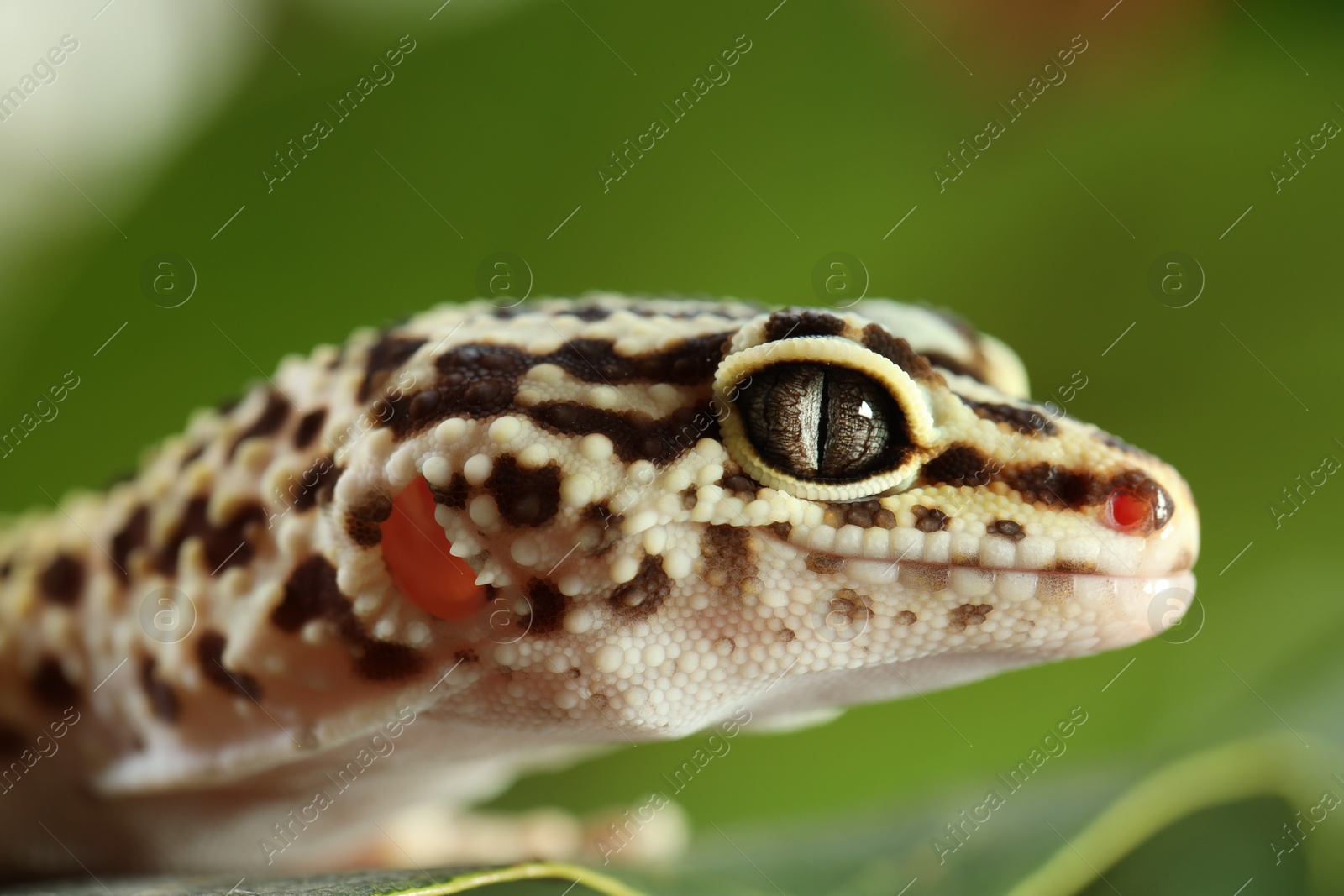 Photo of One beautiful gecko on green leaf, macro view