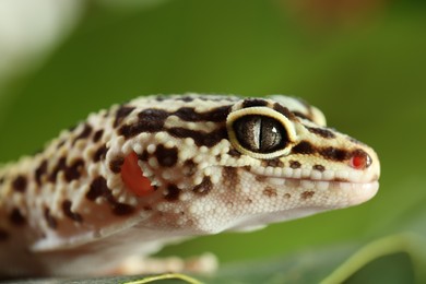 One beautiful gecko on green leaf, macro view